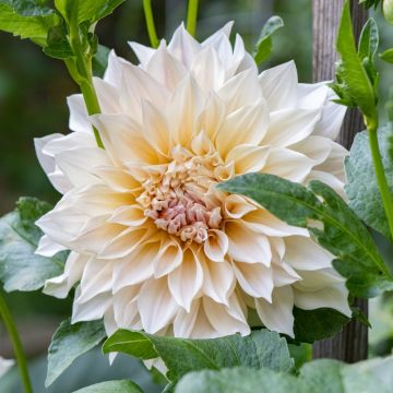 Dahlia décoratif Café au Lait
