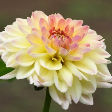 Dahlia buisson Calin