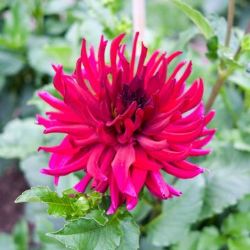 Dahlia nain cactus Corcovado