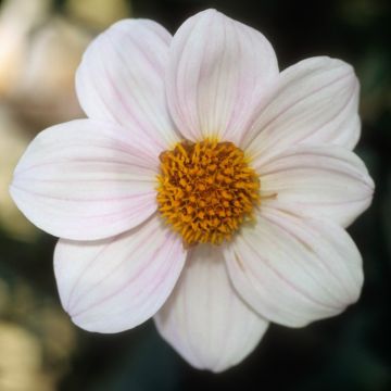 Dahlia nain simple au feuillage décoratif noir Cory