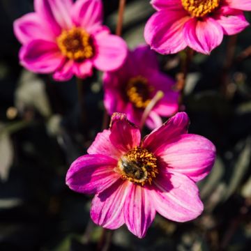 Dahlia nain simple Cracow