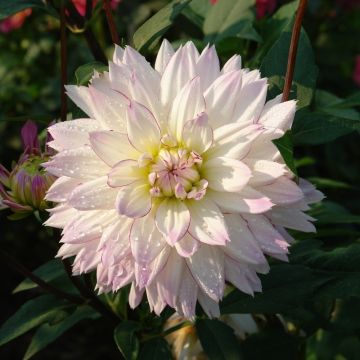 Dahlia décoratif à grandes fleurs Crazy Love