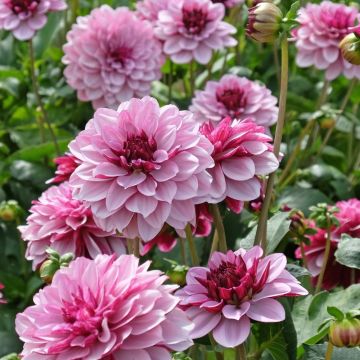 Dahlia Crème de cassis