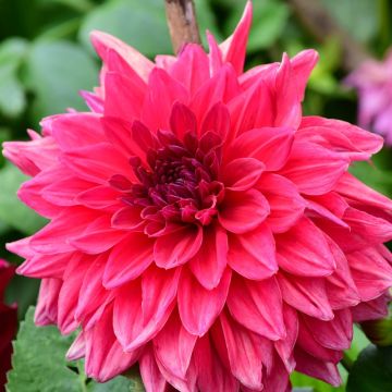 Dahlia décoratif Pink Punk