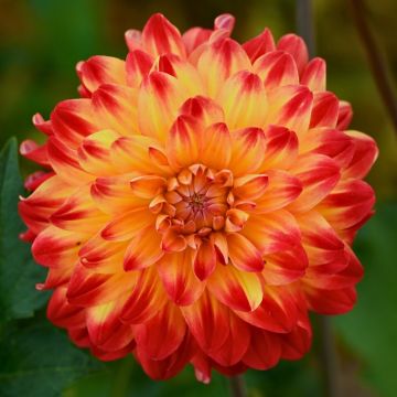Dahlia décoratif Dynastie