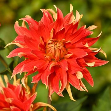 Dahlia décoratif Feu Follet Dahlia décoratif Feu Follet