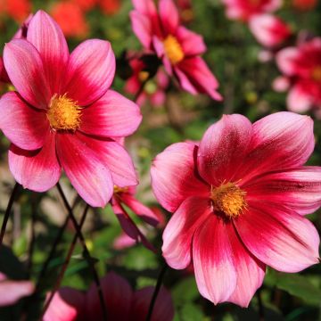 Dahlia semi-nain Héroïne