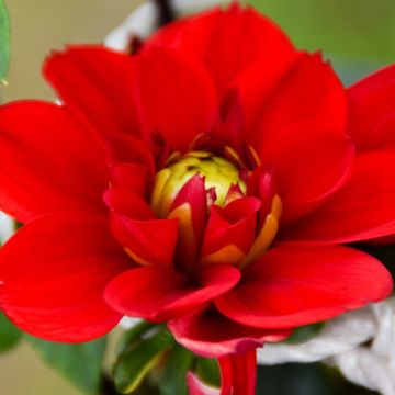 Dahlia buisson Jaipur