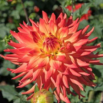 Dahlia cactus à grandes fleurs Java