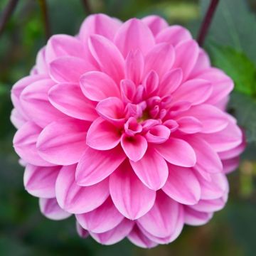 Dahlia buisson Marée Bleue