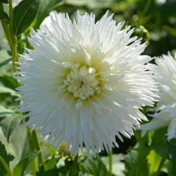Dahlia nain cactus Milky Way