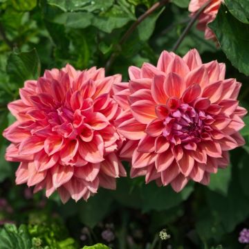 Dahlia nain double Domaine de Chaumont Sur Loire