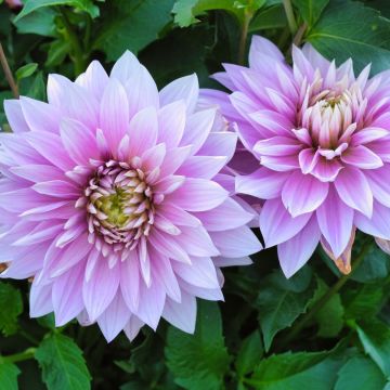 Dahlia nain double Mainau Romance - fleur simple