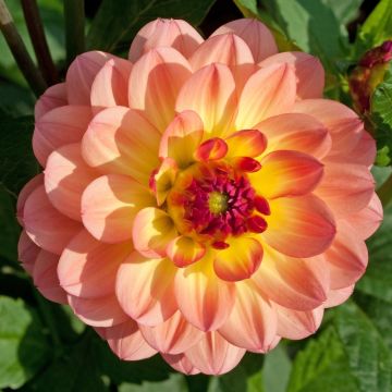 Dahlia nain double Péché Mignon