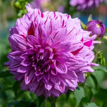Dahlia nain double Sorbet Dahlia nain double Sorbet