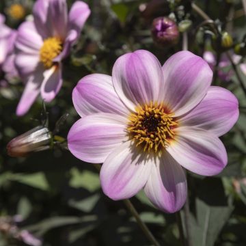Dahlia nain MYSTIC LADIES ® Candy Eyes