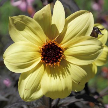 Dahlia nain MYSTIC LADIES ® Knock out