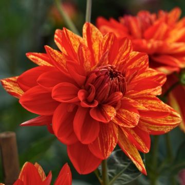 Dahlia décoratif Neo