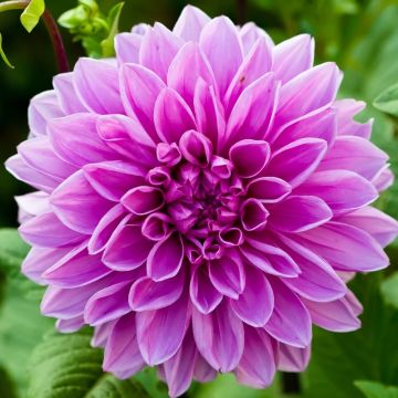 Dahlia décoratif à grandes fleurs Nikita