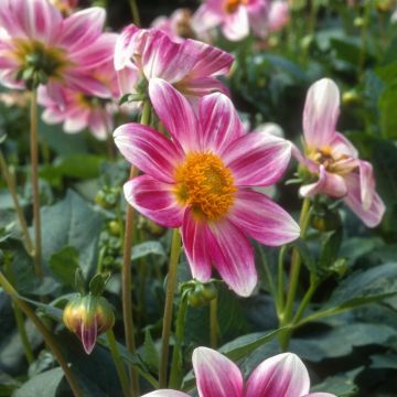 Dahlia nain P’tit Coquin