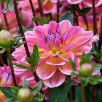 Dahlia buisson Profusion