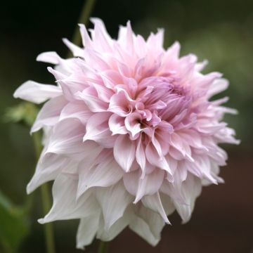 Dahlia décoratif à grandes fleurs XXL Shiloh Noelle