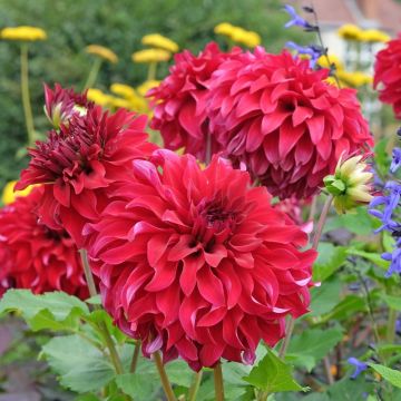 Dahlia décoratif à grandes fleurs XXL Spartacus