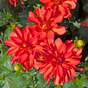 Dahlia buisson Tour du Monde