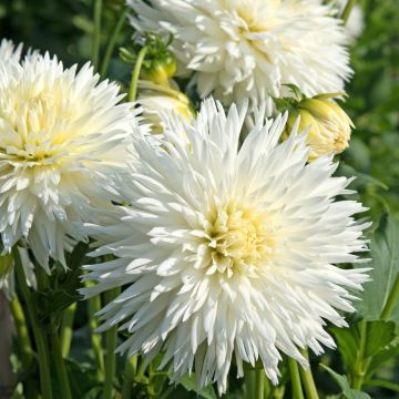 Dahlia dentelle white lace