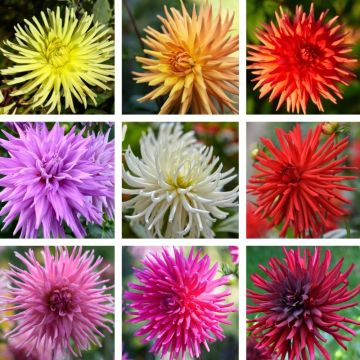 Dahlias Cactus à grandes fleurs en mélange
