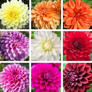 Dahlias décoratifs à grandes fleurs en mélange