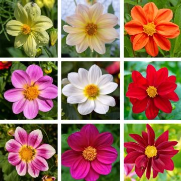Dahlias nains simples en mélange