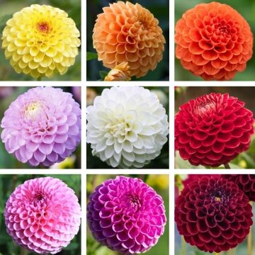 Dahlias Pompons en mélange