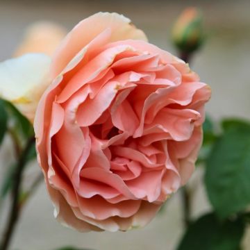 Rosier Dolce PERFUMELLA® Meiclushoc