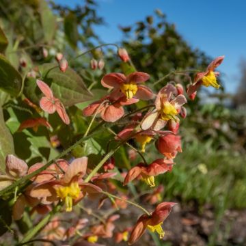 Fleur des Elfes - Epimedium  pubigerum Orangekönigin