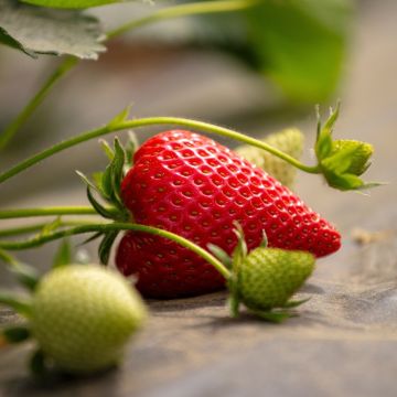 Fraisiers Manon des bois