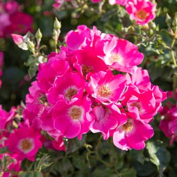 Rosier à fleurs groupées La Sevillana