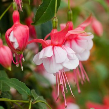 fuchsia semi-retombant BELLA &reg; Hilda