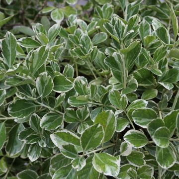 Fusain du Japon Bravo