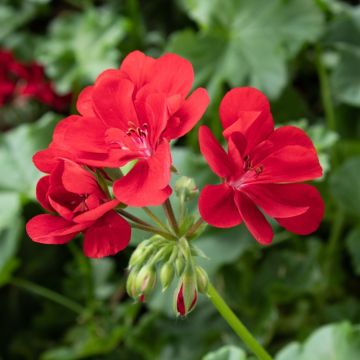 Géranium Lierre double BEACH ® Fisbeach