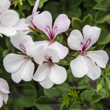 Géranium Lierre TOSCANA ® Villetta White