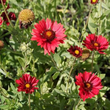 Gaillarde Bourgogne