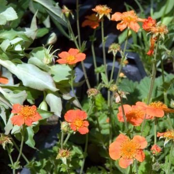 Geum coccineum ‘Borisii’