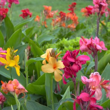 Grands cannas en mélange