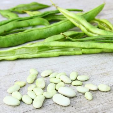 Haricot nain à écosser Coco nain blanc précoce