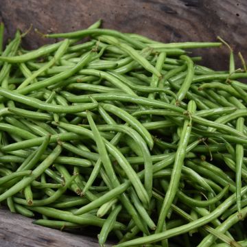 Haricot nain filet sans fil vert Oxinel 2 BIO