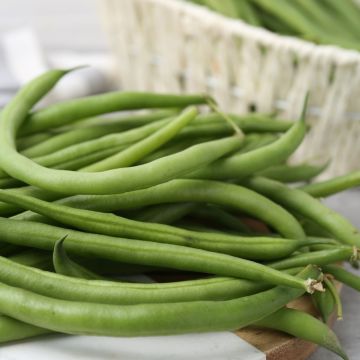 Haricot nain vert filet sans fil Signal BIO