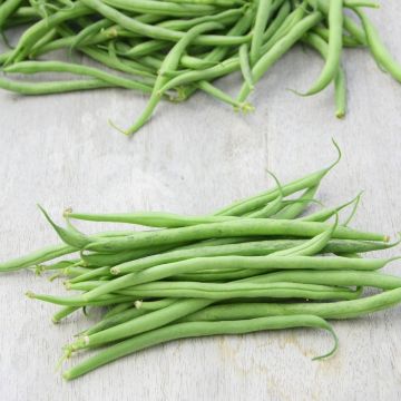 Haricot nain à filet sans fil Vanilla