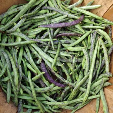 Haricot nain à filet Triomphe de Farcy