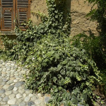 Lierre d'Alger panaché ou Hedera algeriensis 'Gloire de Marengo' Meilland Richardier